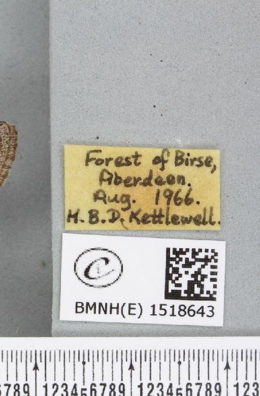 Trichiura crataegi (Linnaeus, 1758) - BMNHE_1518643_label_202284