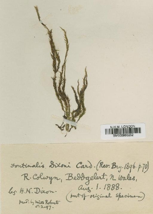 Fontinalis squamosa subsp. dixonii (Cardot) Dixon - BM000986252