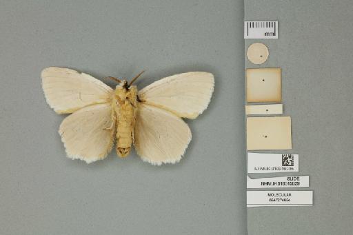 Dura niveus percnoptera Collenette, 1938 - 010916935_additional