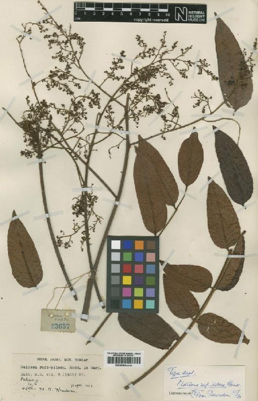 Meliosma rufo-pilosa M.R.Hend. - BM000884340