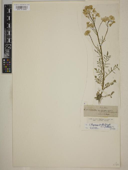 Cardamine dentata x pratensis - BM013416465