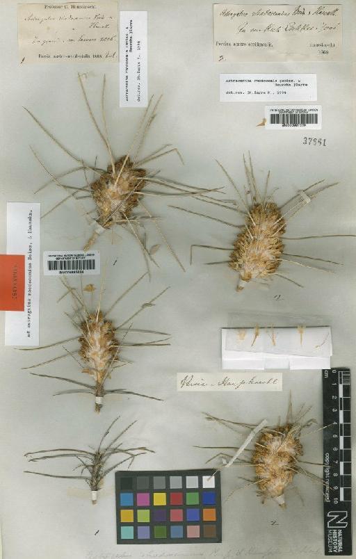 Astragalus rhodosemius Boiss. & Hausskn. - BM000885224