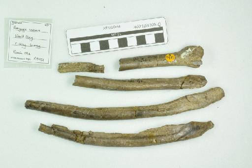 Baryonyx walkeri Charig & Milner, 1986 - NHMUK PV R 9951 - gastralia box 2 - side 2