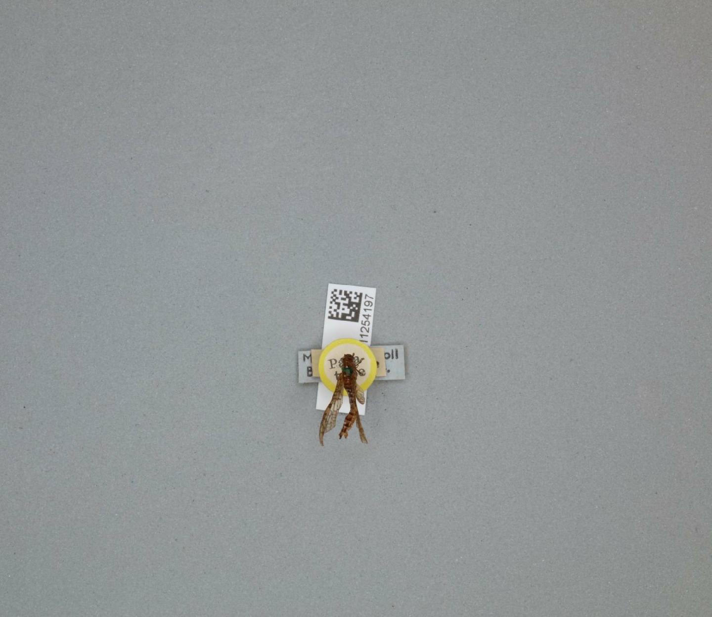 Ameletus subnotatus thumbnail