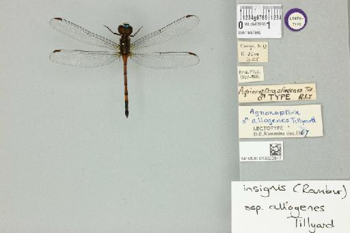 Agrionoptera insignis allogenes Tillyard, 1908 - 013322847_dorsal