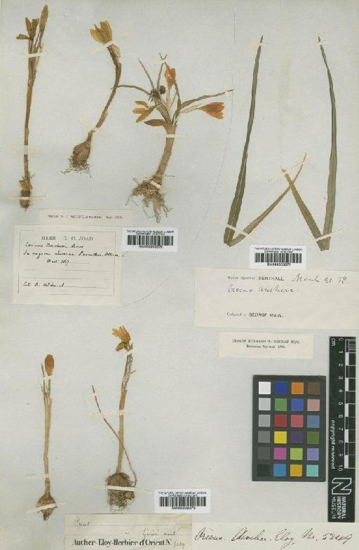 Crocus olivieri J.Gay - BM000958378