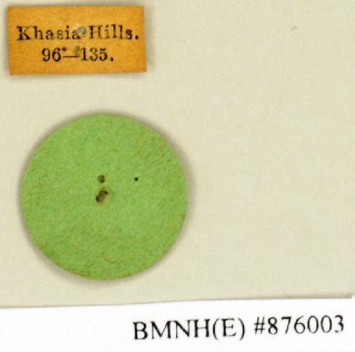 Panesthia flavipennis Wood-Mason, 1876 - Panesthia flavipennis Wood-Mason, 1876, male, non type, labels. Photographer: Edward Baker. BMNH(E)#876003