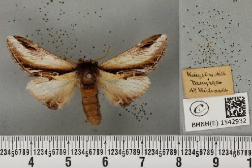 Pheosia gnoma (Fabricius, 1777) - BMNHE_1542932_246317