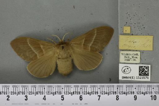 Macrothylacia rubi (Linnaeus, 1758) - BMNHE_1525571_196172