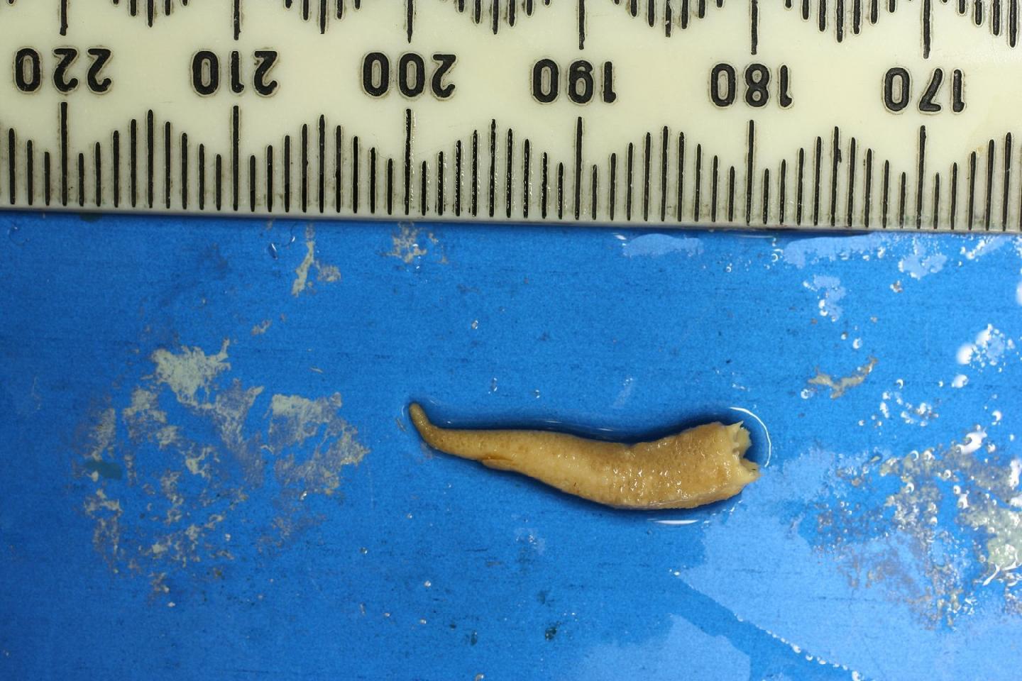 Hemidactylus laevis