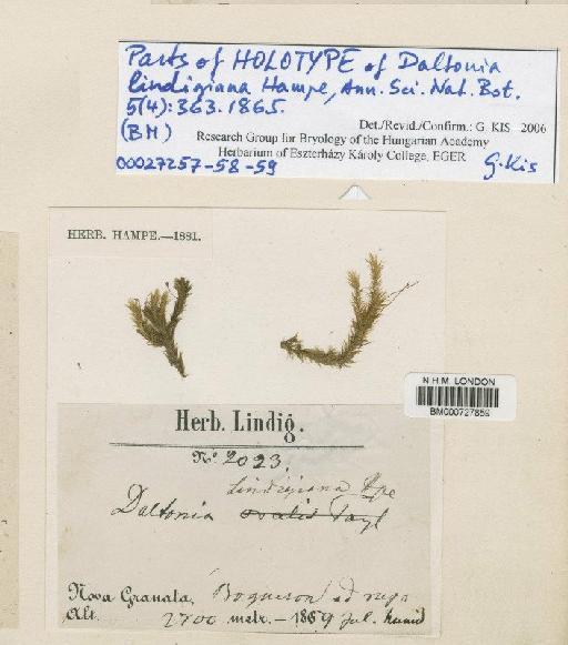 Daltonia lindigiana Hampe - BM000727859