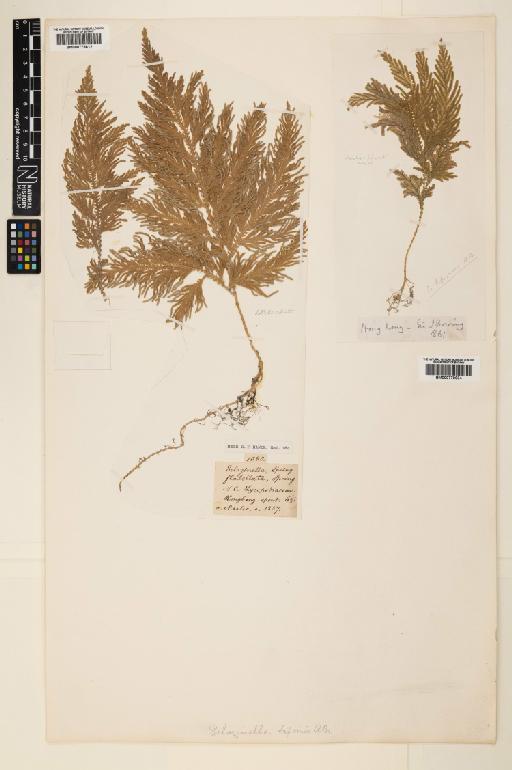 Selaginella biformis A.Braun ex Kuhn - 000779612