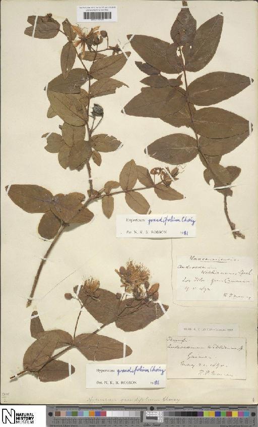 Hypericum grandifolium Choisy - BM001204395