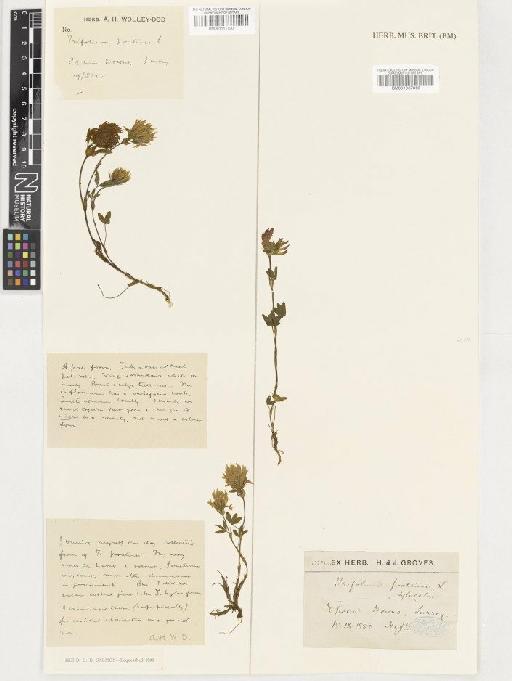 Trifolium pratense L. - BM001037869