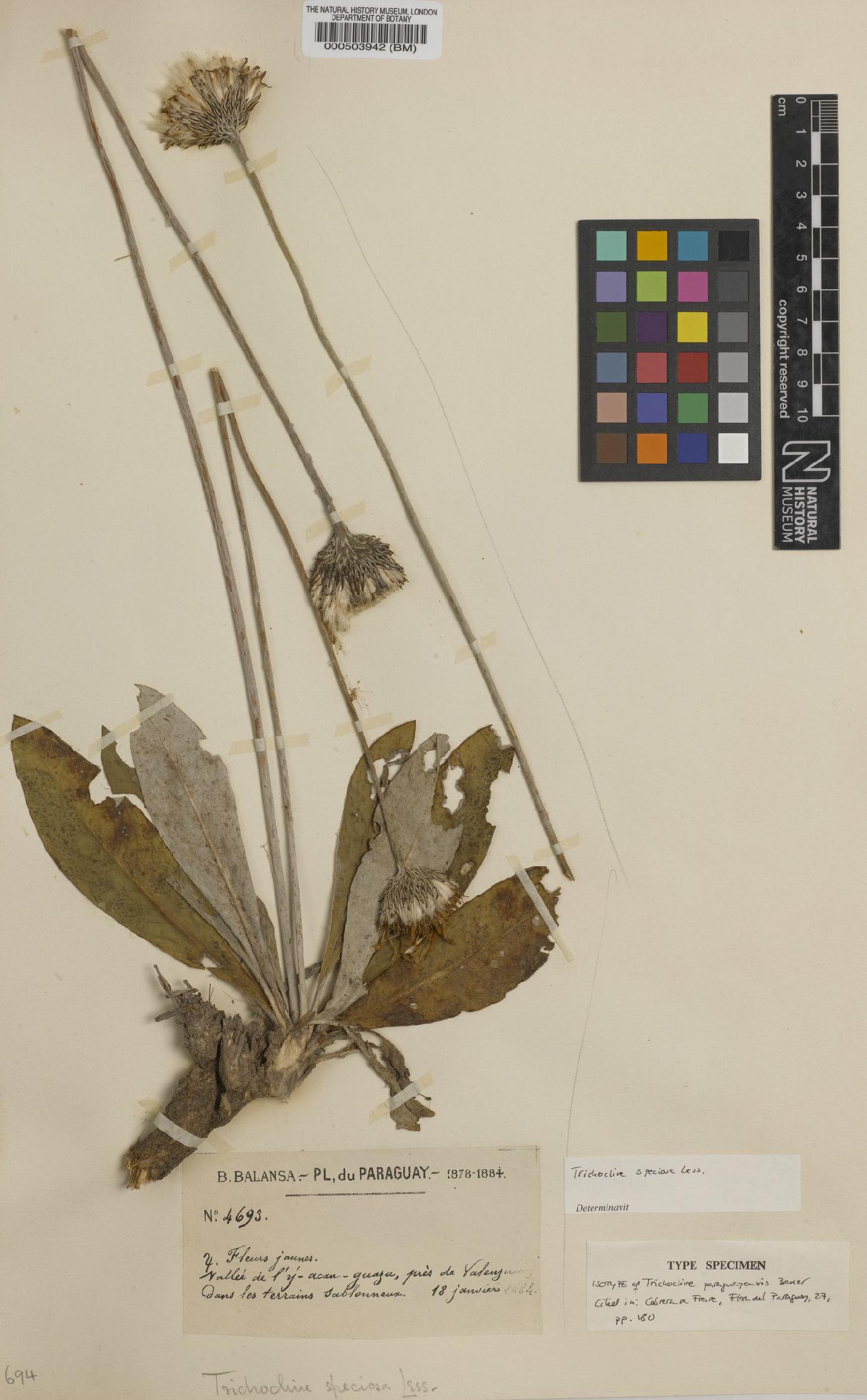 To NHMUK collection (Trichocline speciosa Less; Isotype; NHMUK:ecatalogue:4567323)