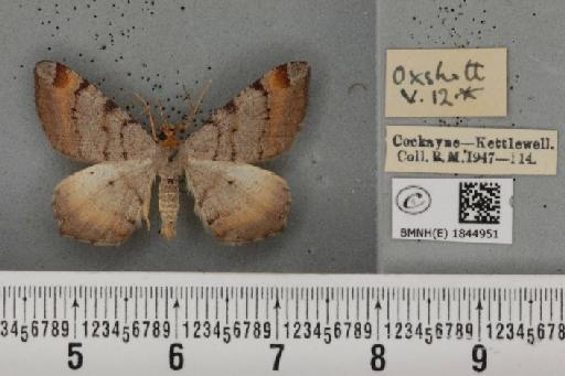 Macaria liturata ab. lineata Lempke, 1952 - BMNHE_1844951_421274