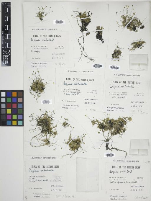 Sagina subulata (Sw.) C.Presl - 010766393
