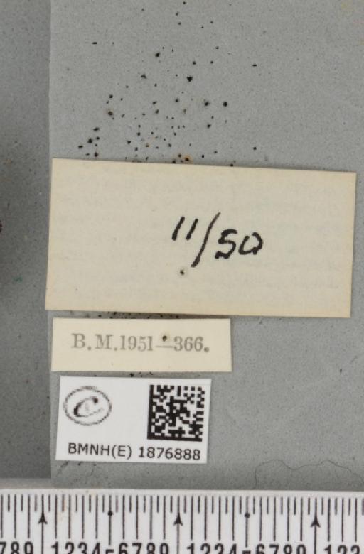 Selenia tetralunaria ab. nigrescens Cockayne, 1949 - BMNHE_1876888_a_label_449296