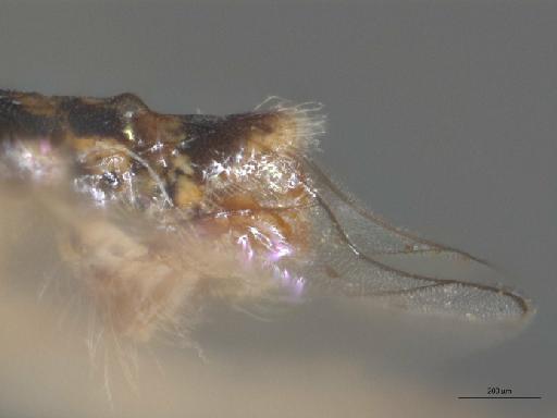 Heterotropus pyrus Bowden, 1967 - 010628985_Heterotropus_pyrus_terminalia_lateral_Holotype