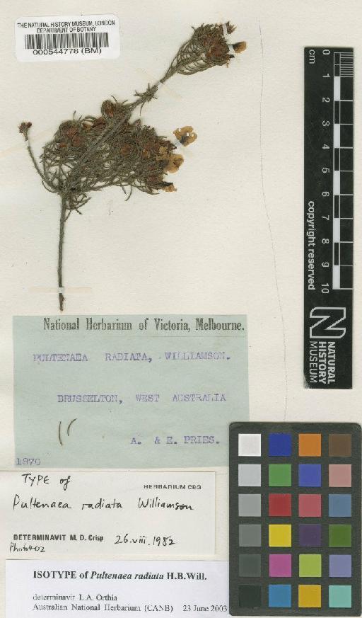 Pultenaea radiata H.B.Will. - BM000544778