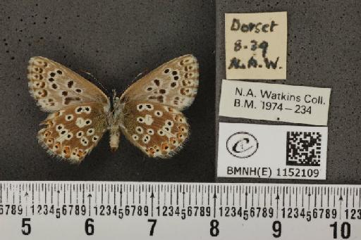 Lysandra coridon ab. semicostajuncta Bright & Leeds, 1938 - BMNHE_1152109_103380