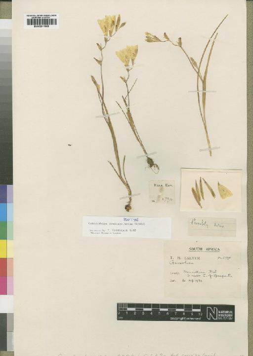 Geissorhiza louisabolusiae R.C.Foster - BM000911953