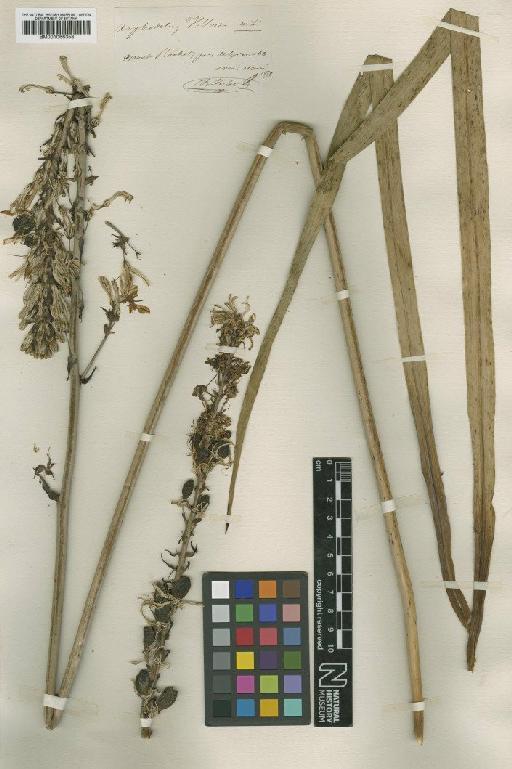 Asphodelus albus subsp. villarsii (Verl. ex Jord.) I.Richardson & Smythies - BM001066358