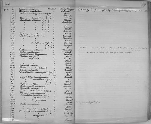 Auchenoglanis occidentalis tanganicanus Boulenger, 1906 - Zoology Accessions Register: Reptiles & Fishes: 1904 - 1925: page 99