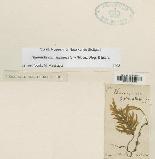 Thamnobryum subseriatum (Mitt. ex Sande Lac.) B.C.Tan - BM001108309