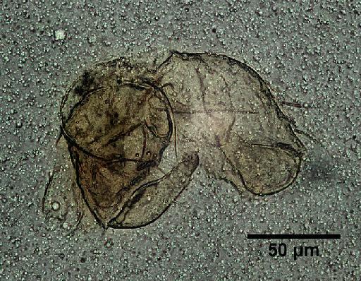 Megommata seychelli Barnes, 1939 - Megommata_seychelli-250655-genitalia