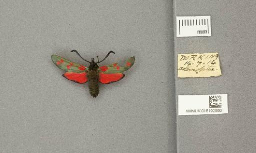 Zygaena (Zygaena) filipendulae stephensi Dupont, 1900 - 015192966_775459_1085133