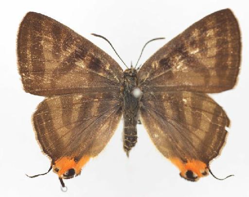 Spindasis syama mishmisensis (South, 1913) - Zephyrus syama mishmisensis South syntype female 779090