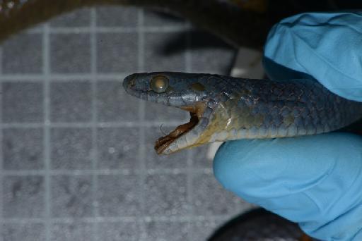 Liophis jaegeri - Image of specimen 1946.1.9.12 also registered as 1842.6.20.55