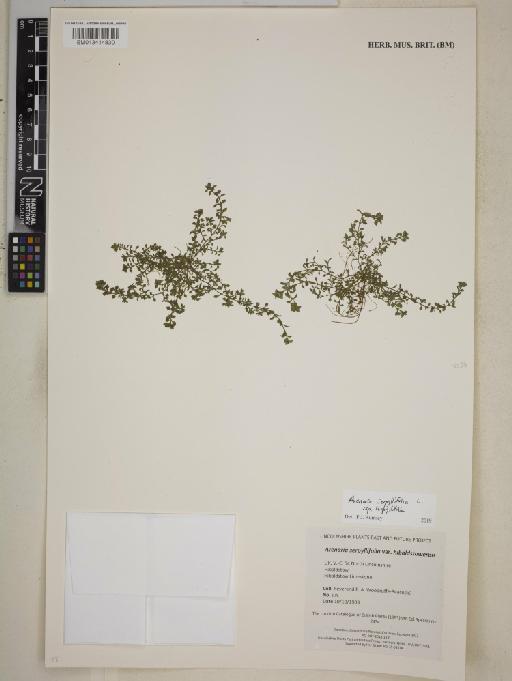 Arenaria serpyllifolia subsp. serpyllifolia L. - BM013414830