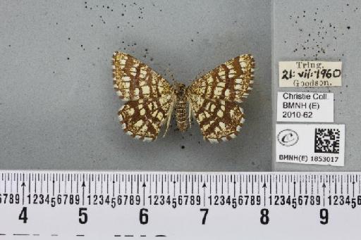 Chiasmia clathrata clathrata (Linnaeus, 1758) - BMNHE_1853017_424650