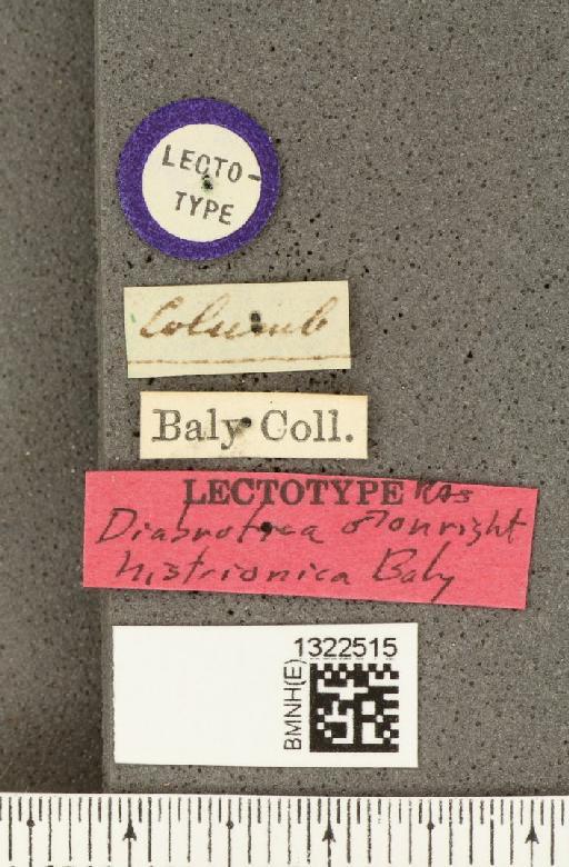 Diabrotica histrionica Baly, 1886 - BMNHE_1322515_label_18465