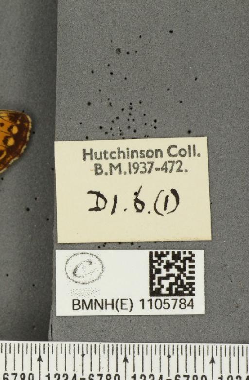 Issoria lathonia (Linnaeus, 1758) - BMNHE_1105784_label_17245