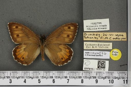 Hipparchia semele hibernica Howarth, 1971 - BMNHE_1100730_11821