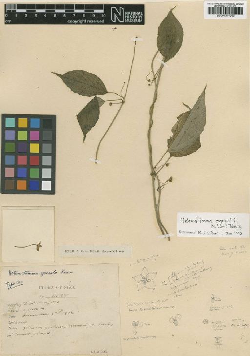 Heterostemma equirolii - BM001014266
