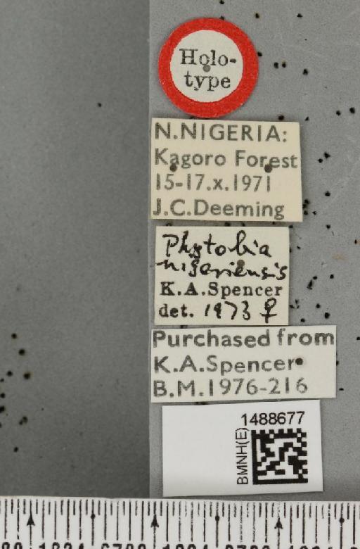 Phytobia nigeriensis Spencer, 1977 - BMNHE_1488677_label_52524