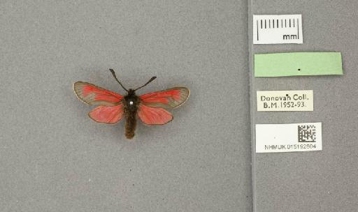 Zygaena (Mesembrynus) purpuralis purpuralis (Brünnich, 1763) - 015192504_additional
