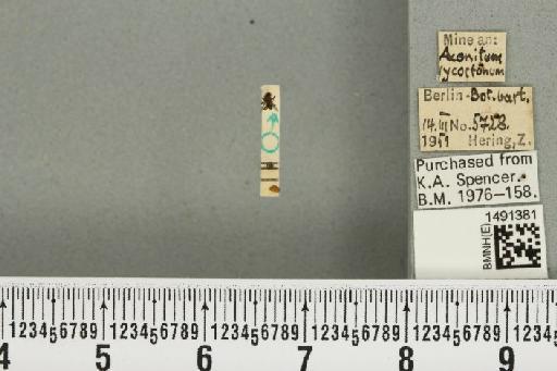 Phytomyza aconitophila Hendel, 1927 - BMNHE_1491381_53005