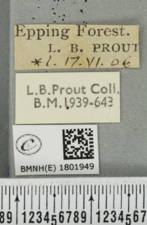 Pasiphila rectangulata ab. cydoniata Borkhausen, 1794 - BMNHE_1801949_label_377990