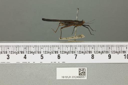 Amphibotettix longipes Hancock, 1906 - 012498567_reverse_1