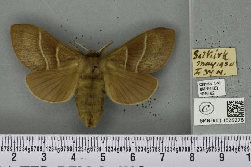 Macrothylacia rubi (Linnaeus, 1758) - BMNHE_1529278_196727