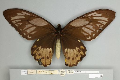 Ornithoptera priamus arruana Felder, 1859 - 013603124__
