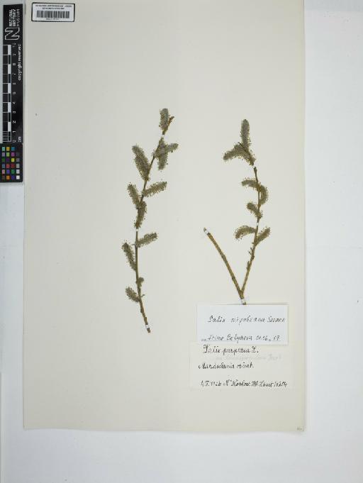 Salix miyabeana Seemen - BM001187077