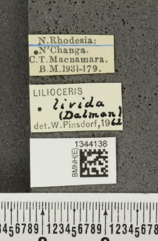 Lilioceris (Lilioceris) livida (Dalman, 1823) - BMNHE_1344138_label_14755
