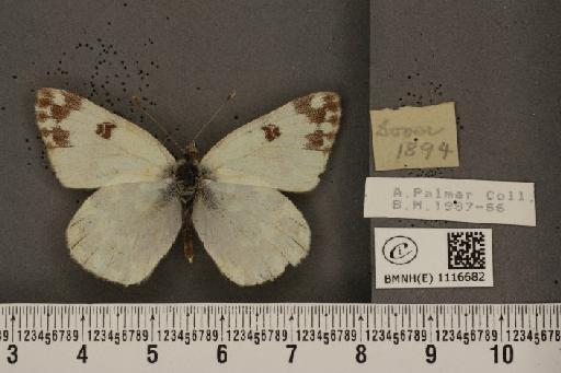 Pontia daplidice (Linnaeus, 1758) - BMNHE_1116682_68796