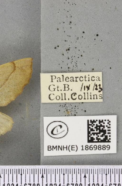 Colotois pennaria (Linnaeus, 1761) - BMNHE_1869889_label_454787